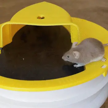 Mousetrap – Pułapka na myszy i szczury 02