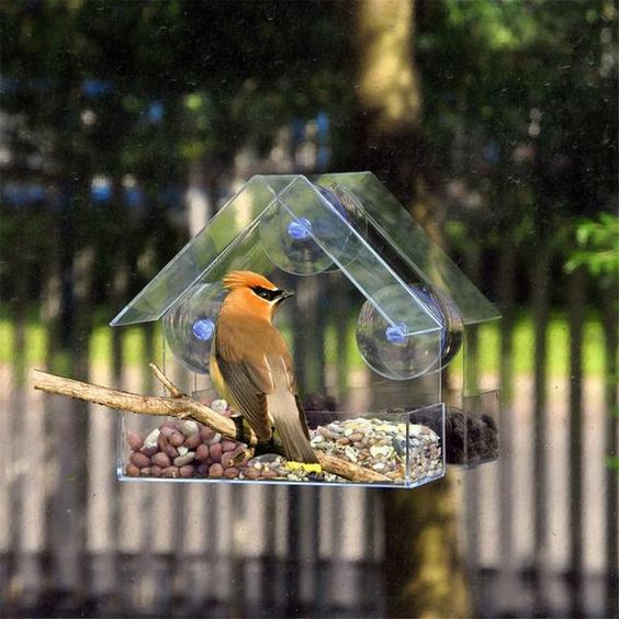 Birdbox – Przezroczysta budka dla ptaków 03