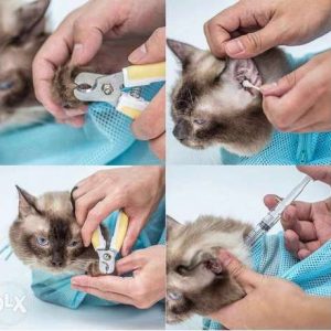 Cat grooming bag – Torba do pielęgnacji kota 03